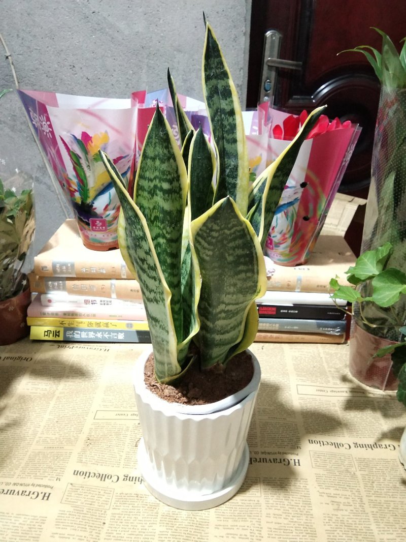 杜鹃移栽苗两年苗易存活