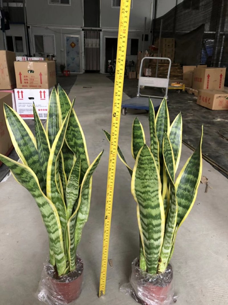 虎皮兰，净化空气，防辐射，美化环境，防污染