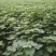 急清地，大量梓树小苗价格优惠，包上车。