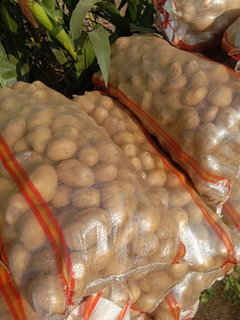 土豆种薯:级别一级，纯度高亩产量高，品种齐全。