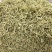金银花河北巨鹿药茶两用青花中药材批发一公斤起批