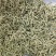 金银花河北巨鹿药茶两用青花中药材批发一公斤起批