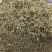 金银花河北巨鹿药茶两用青花中药材批发一公斤起批