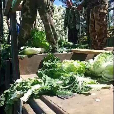 白菜凌海大量上市黄心菜