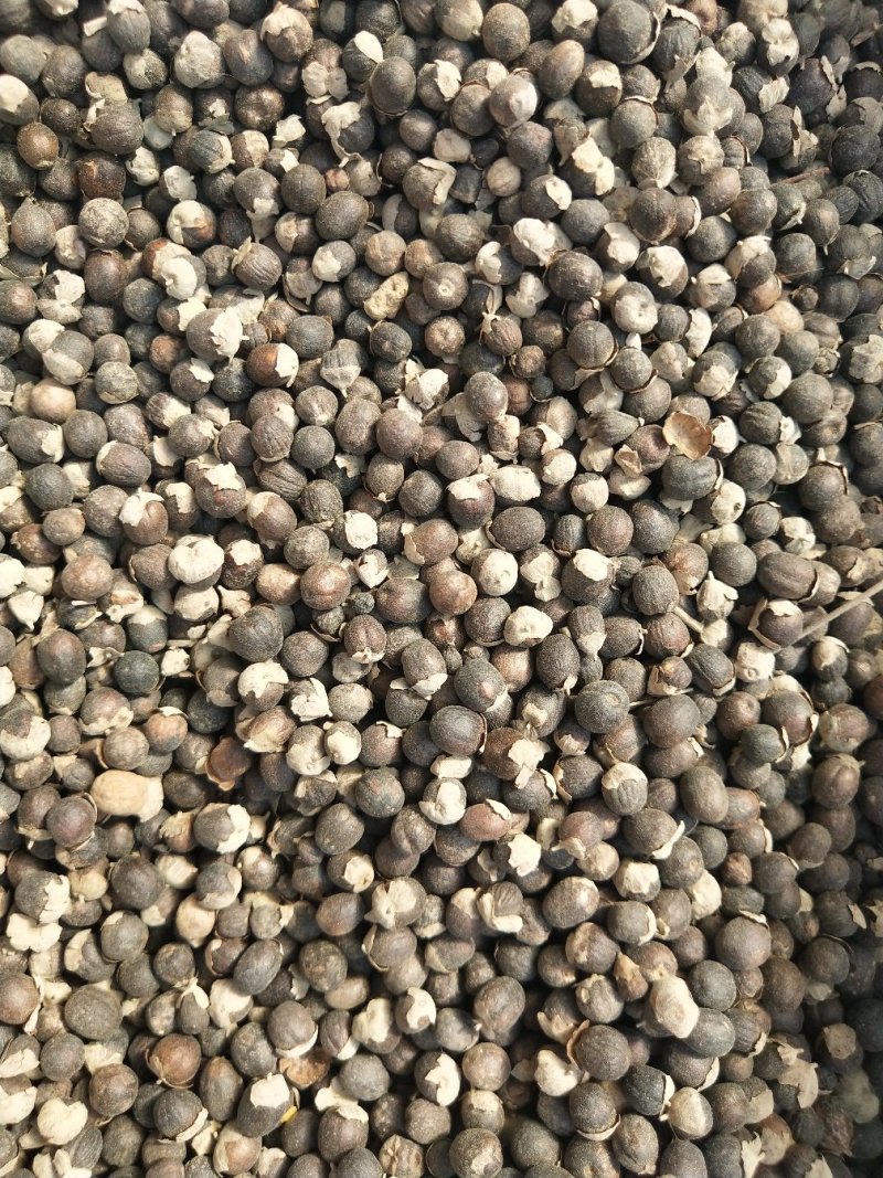 蔓荆子批发各种规格中药材