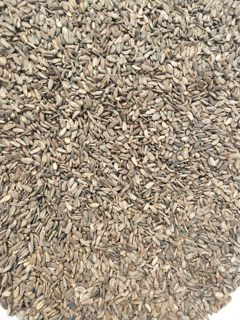牛籽批发各种规格中药材