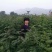 河北花椒苗，优质大红袍花椒苗，