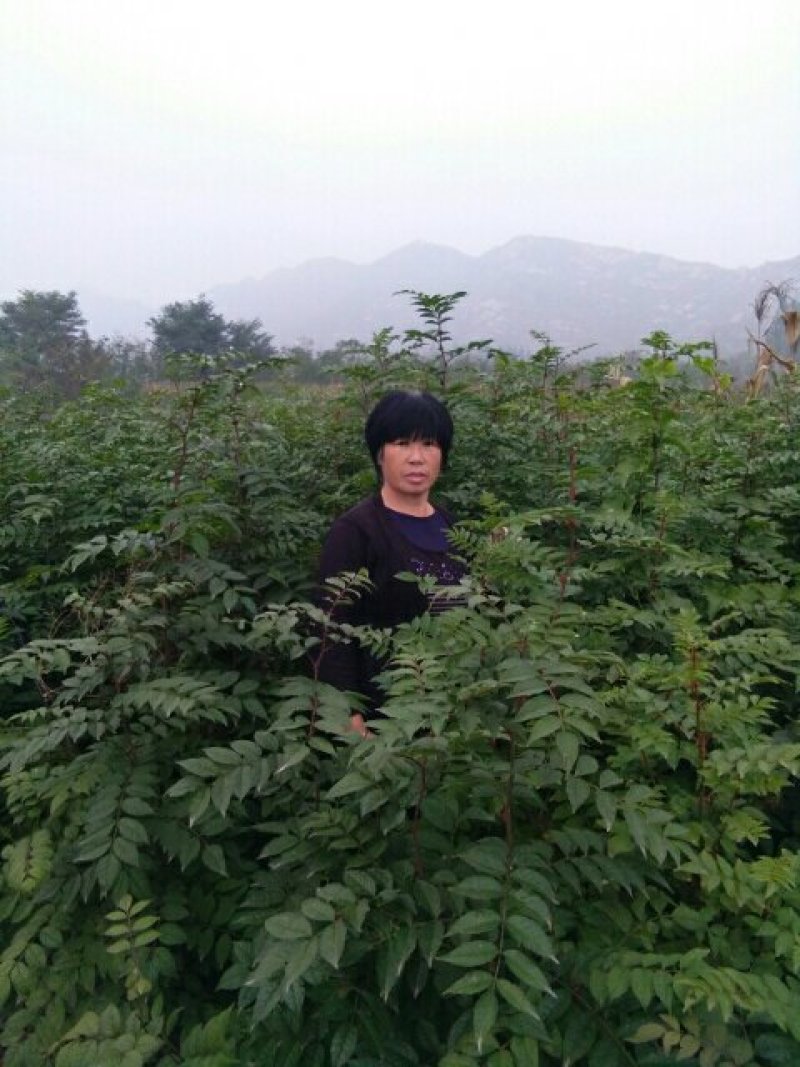河北花椒苗，优质大红袍花椒苗，