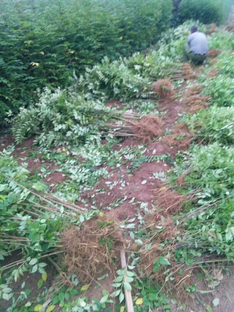 河北花椒苗，优质大红袍花椒苗，