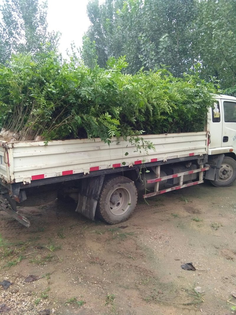 河北花椒苗，优质大红袍花椒苗，