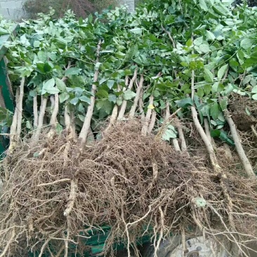 河北花椒苗，优质大红袍花椒苗，
