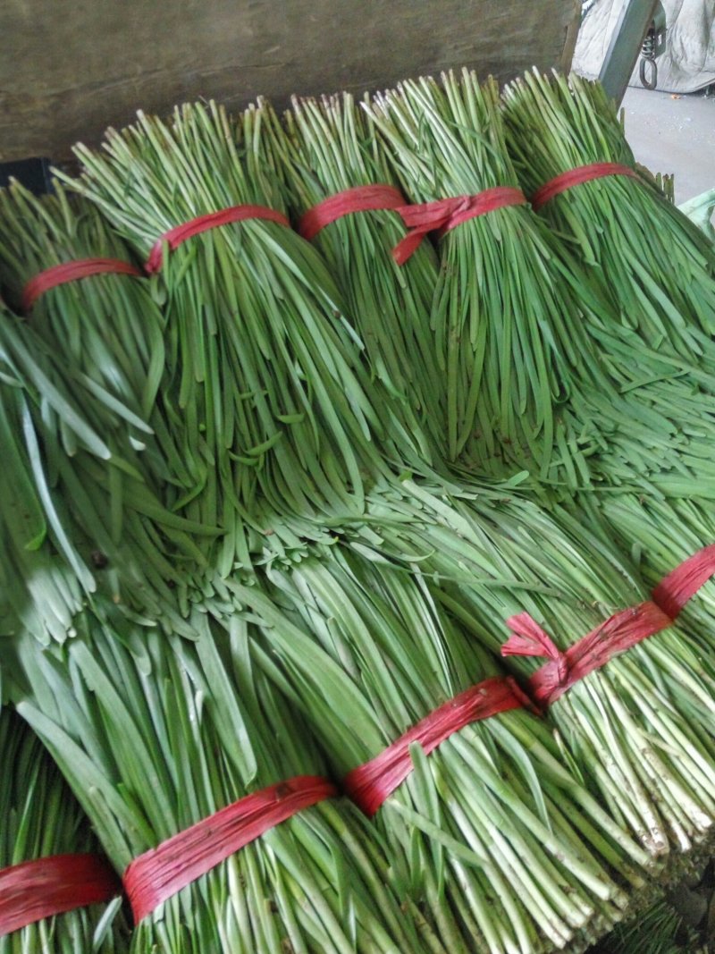 乐亭万亩科学管理打造农药残留比例超低的二茬棚里韭菜