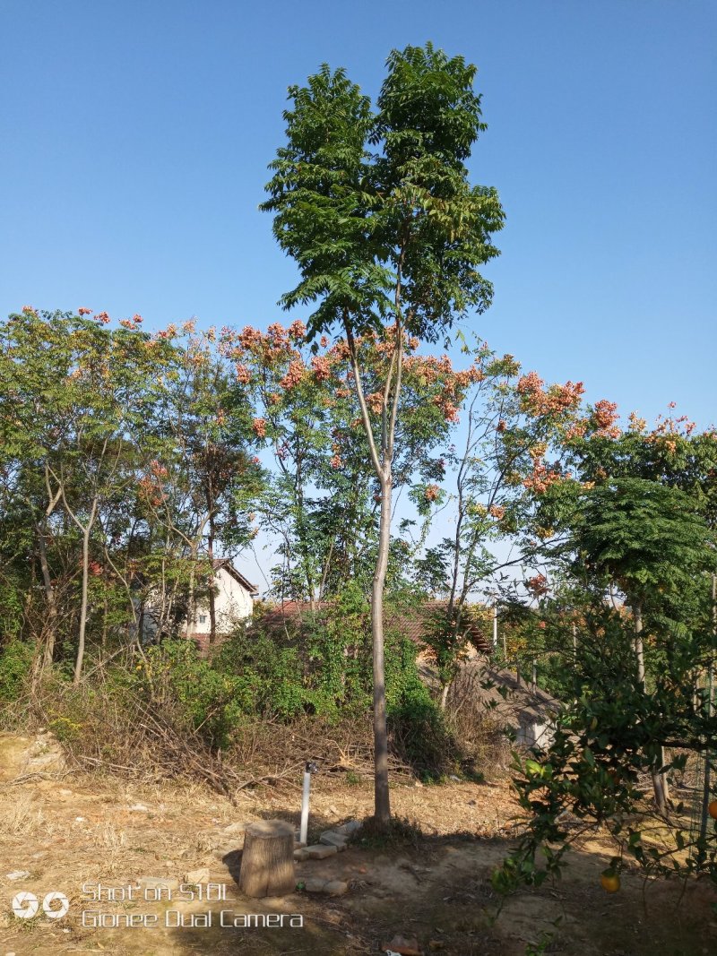 8公布锯头栾树