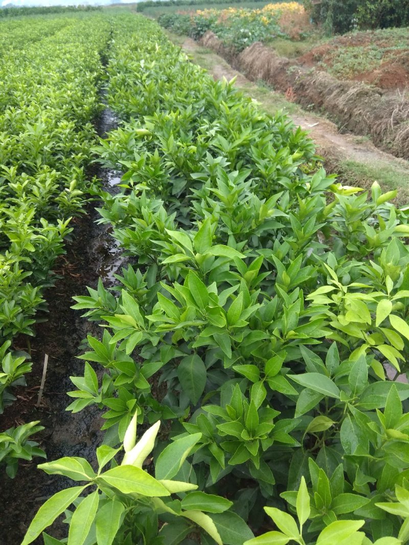 爱媛（红美人），包正宗假一赔十，提供免费种植技术