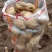 黄心土豆:荷兰806，希森，雪川红，沃土，v7土豆