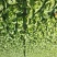黄金娃娃莱
