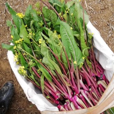紫菜苔，大白菜，菠菜