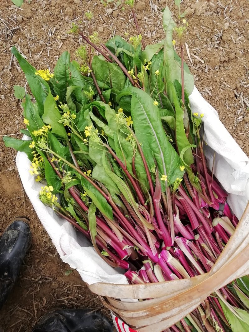 紫菜苔，大白菜，菠菜