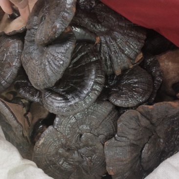黑灵芝东北批发各种规格中药材