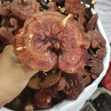 红灵芝批发各种规格中药材