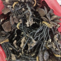 竹灵芝野生批发各种规格中药材
