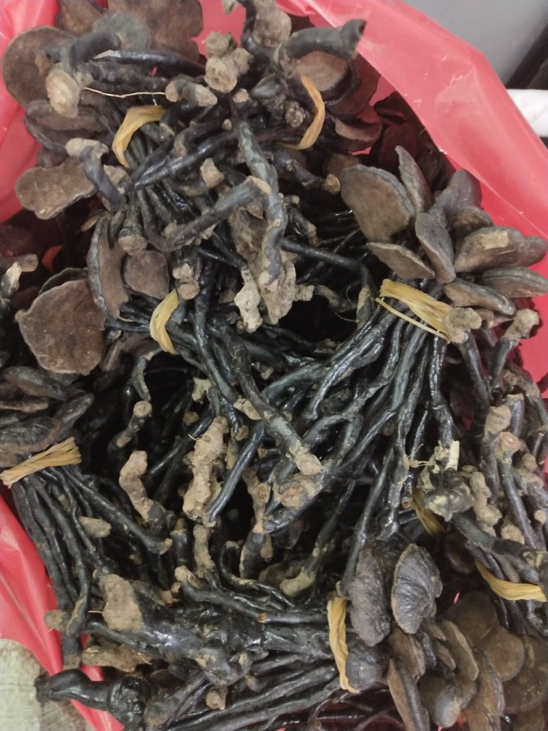 竹灵芝野生批发各种规格中药材