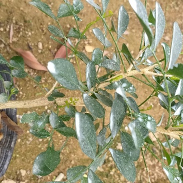 精品九里香苗，规格齐全，基地直销，先挖现发，提供种植技术