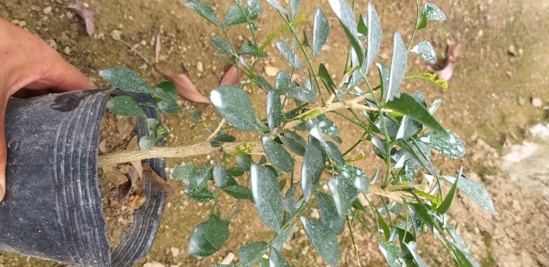 精品九里香苗，规格齐全，基地直销，先挖现发，提供种植技术