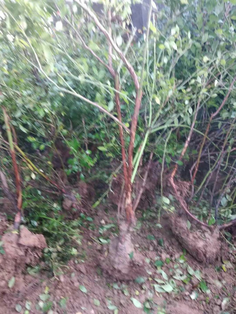 蓝莓苗