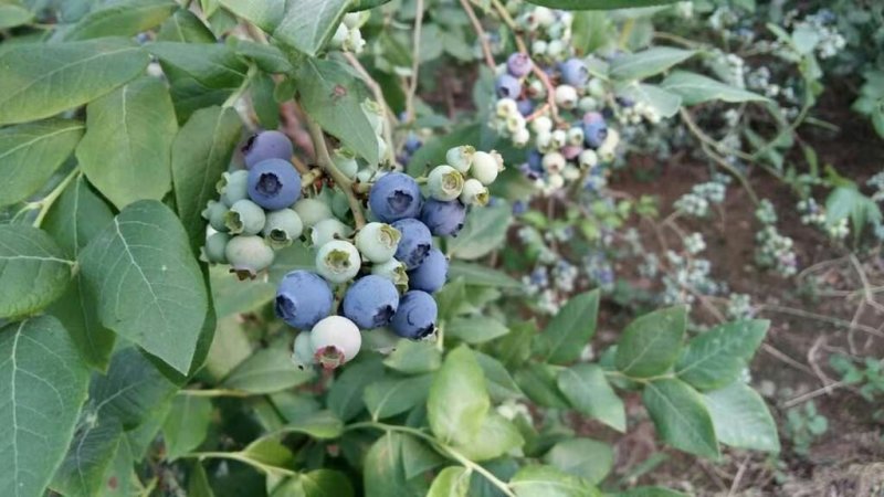 蓝莓苗