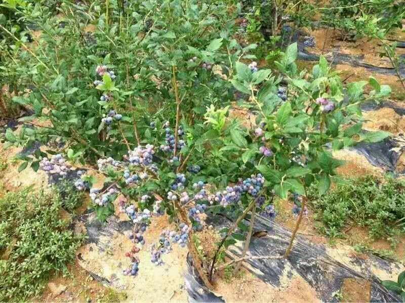 蓝莓苗