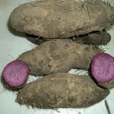 农家大紫薯（板薯）