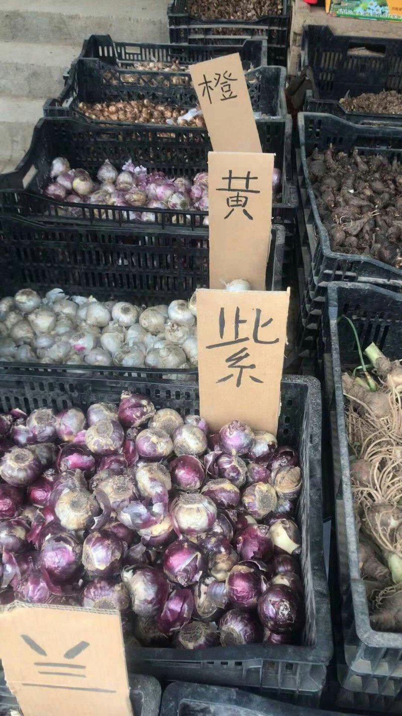 风信子中秋