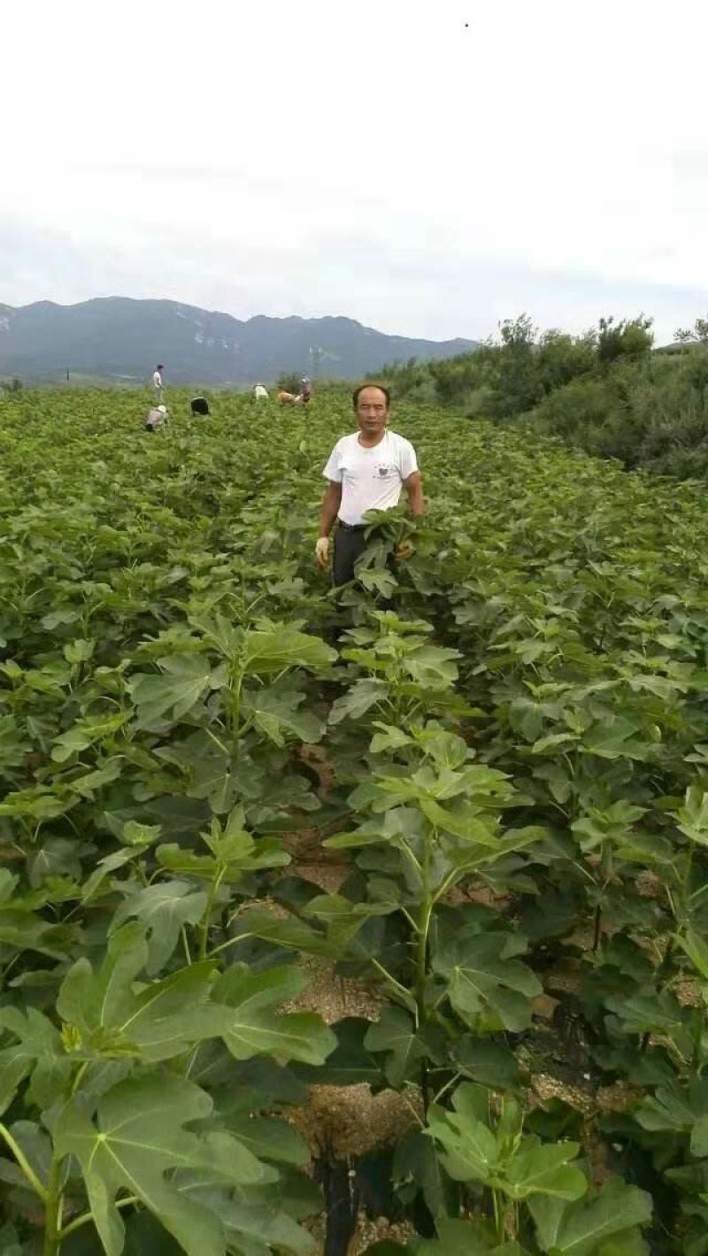 无花果苗