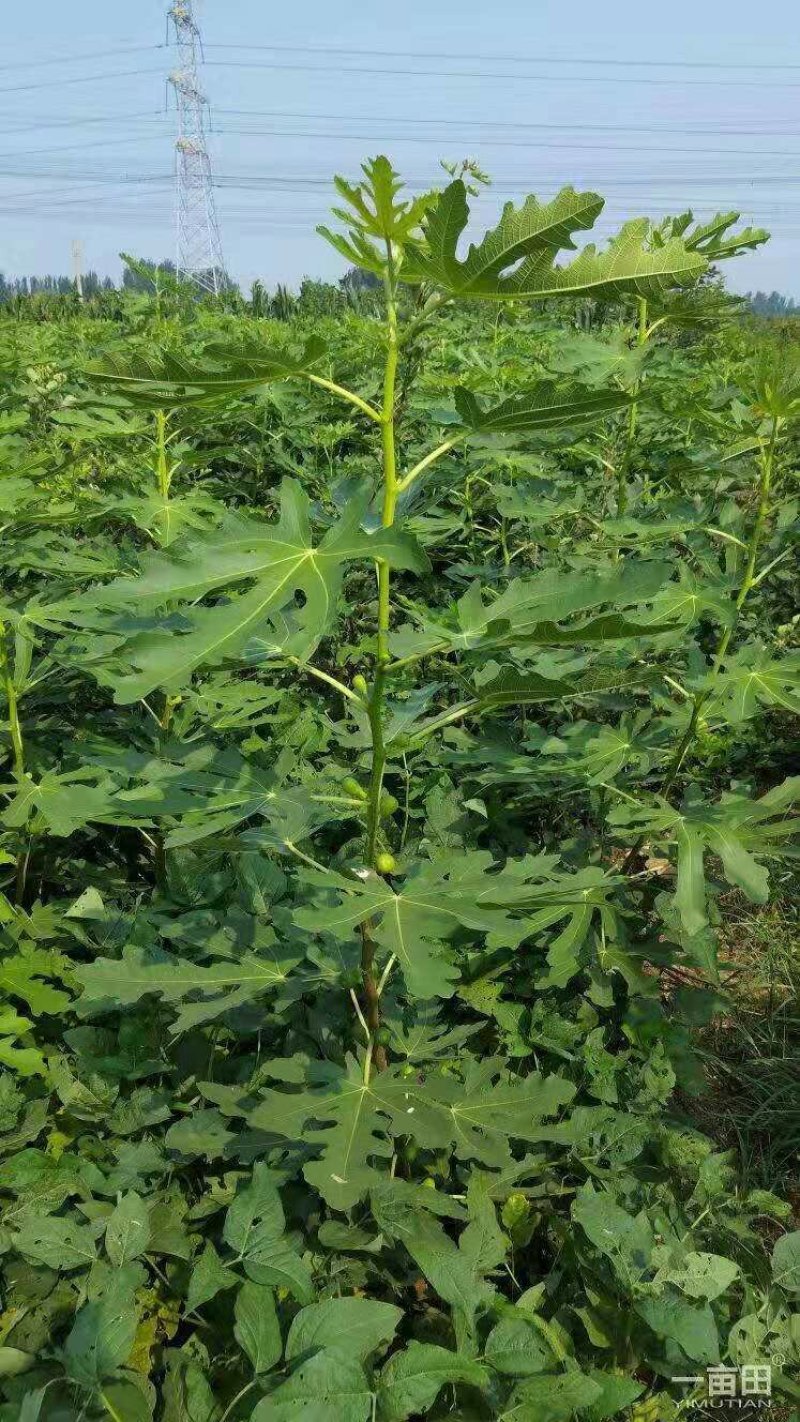 无花果苗
