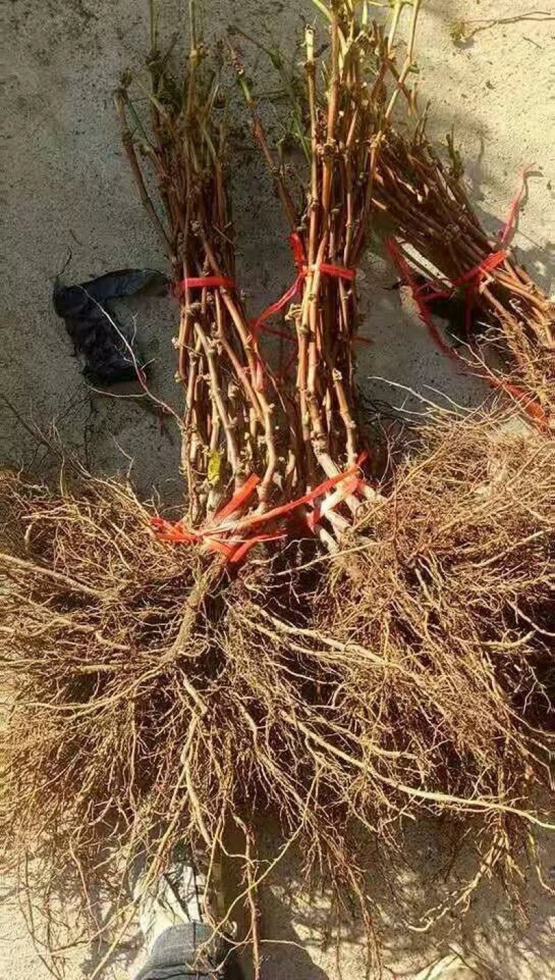 葡萄苗