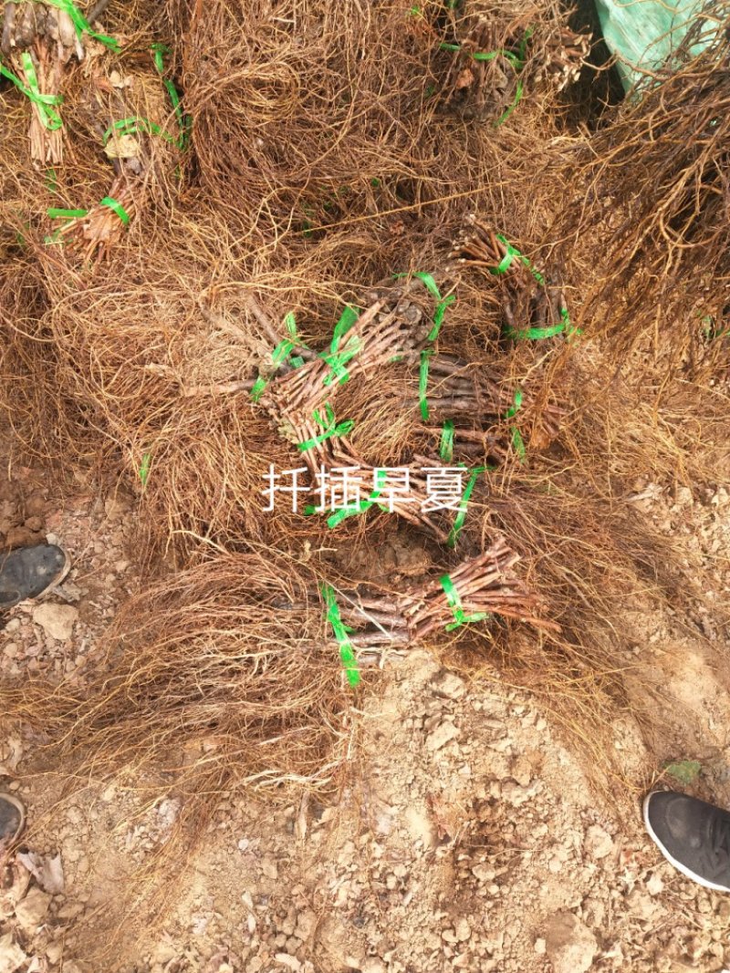 葡萄苗