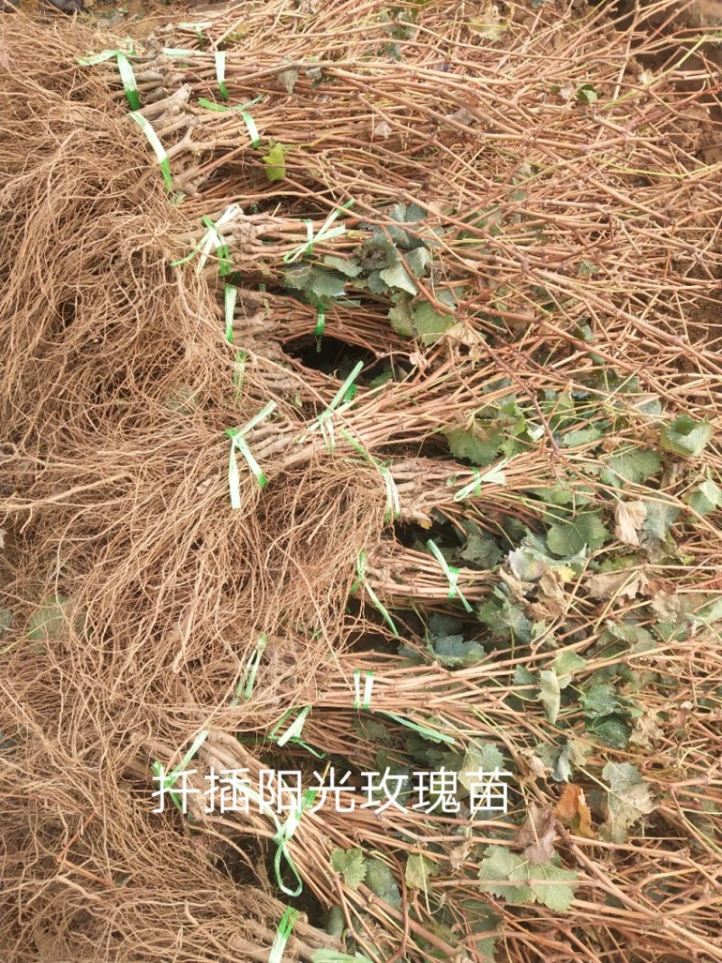 葡萄苗