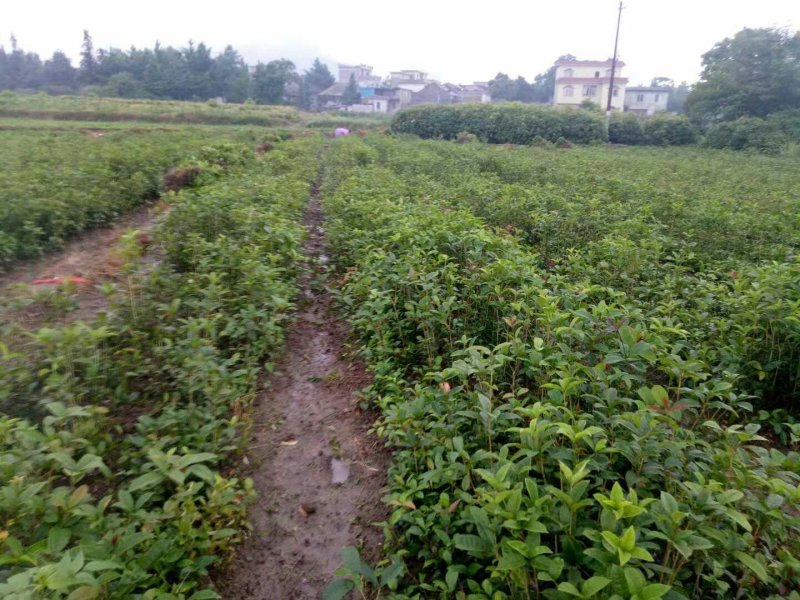 桂花树桂花树苗八月桂花苗金桂树苗