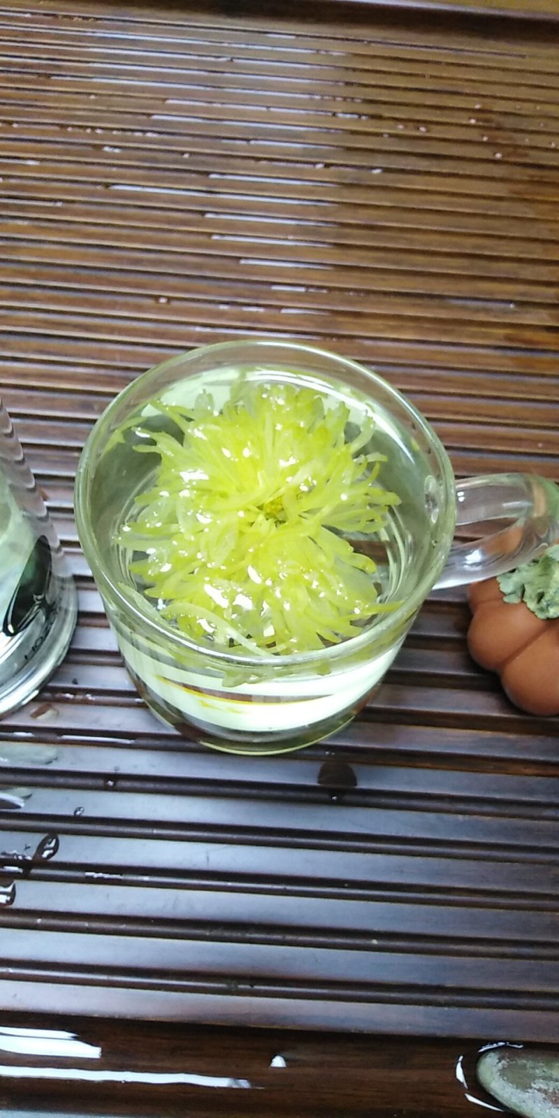 金丝皇菊