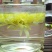 金丝皇菊
