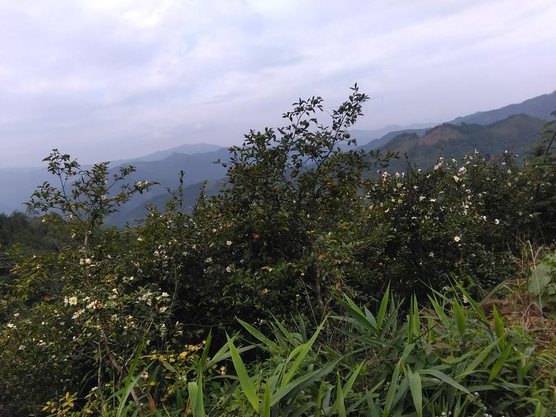 广西西林县全天然生态产品茶油籽茶油皮出售