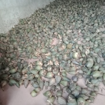 石仙桃