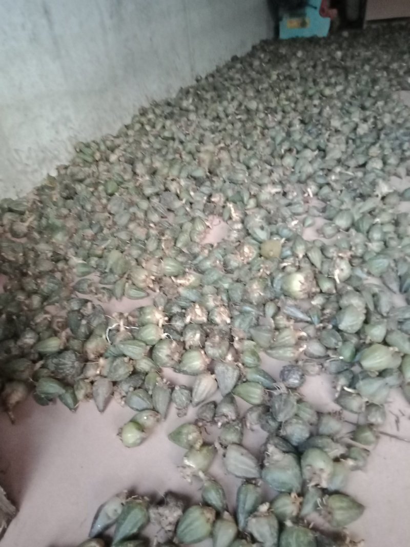 石仙桃
