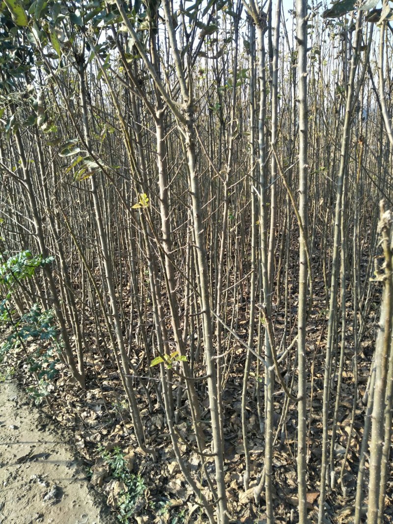山东惠民大量供应长短枝乔化富苹果苗，和各种苗木，欢迎选购