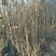 山东惠民大量供应长短枝乔化富苹果苗，和各种苗木，欢迎选购