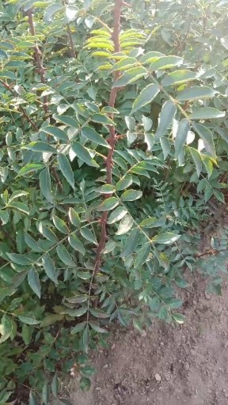 大红袍花椒苗，1年苗，籽播，产量高，抗病强，成活率高。