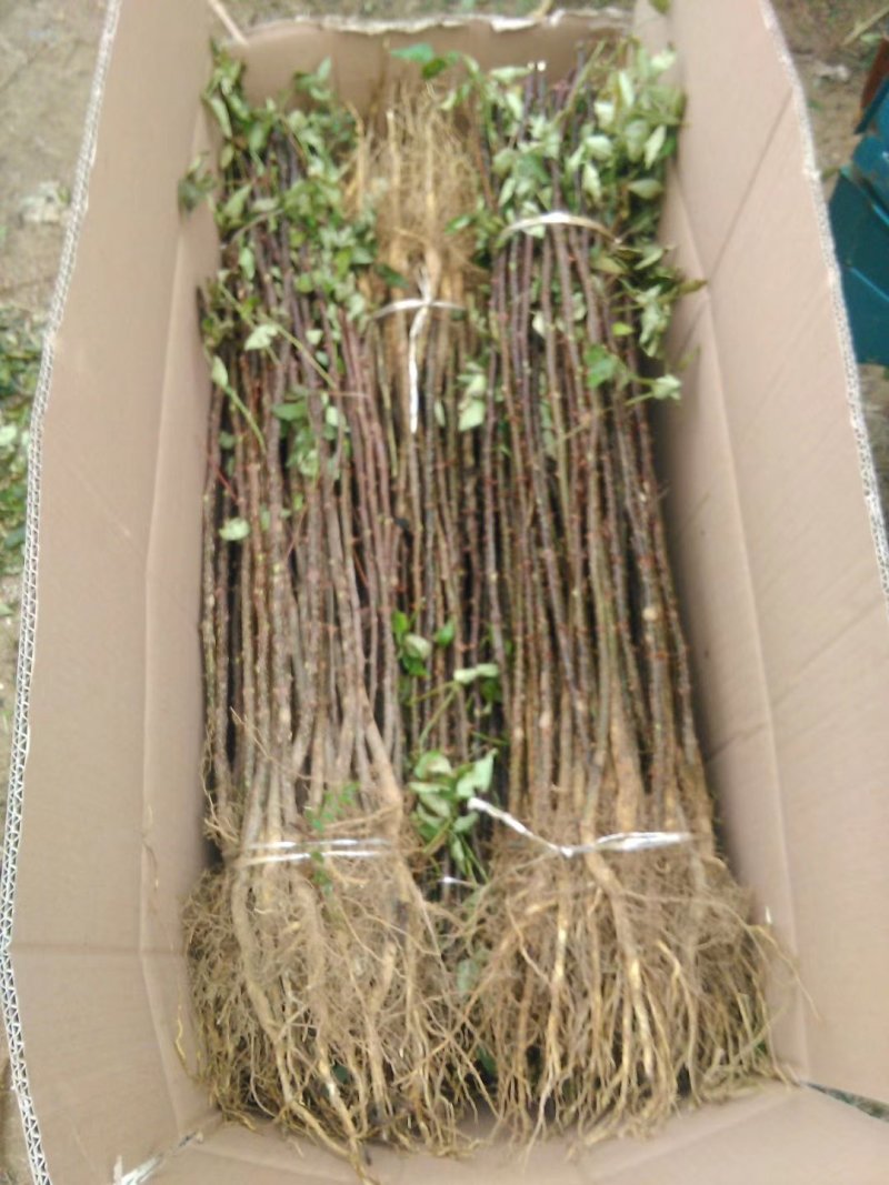 大红袍花椒苗，1年苗，籽播，产量高，抗病强，成活率高。