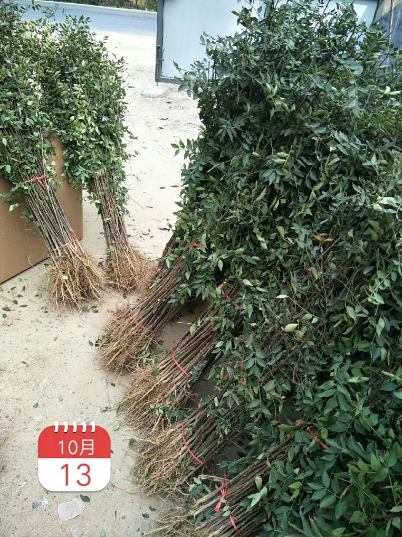 大红袍花椒苗，1年苗，籽播，产量高，抗病强，成活率高。