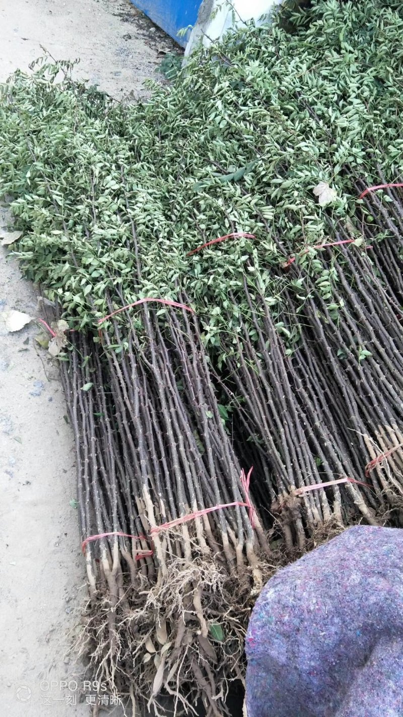 大红袍花椒苗，1年苗，籽播，产量高，抗病强，成活率高。